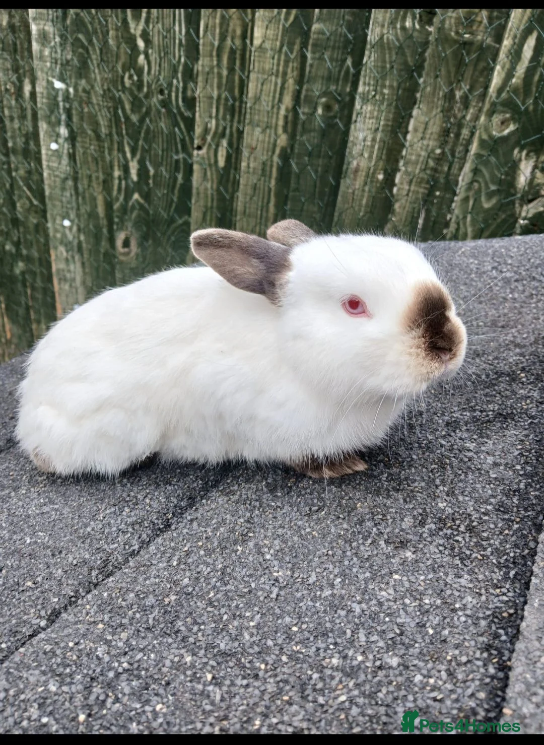 Mixed Breed rabbits for sale: Friendly young male bunny rabbits - Advert 2
