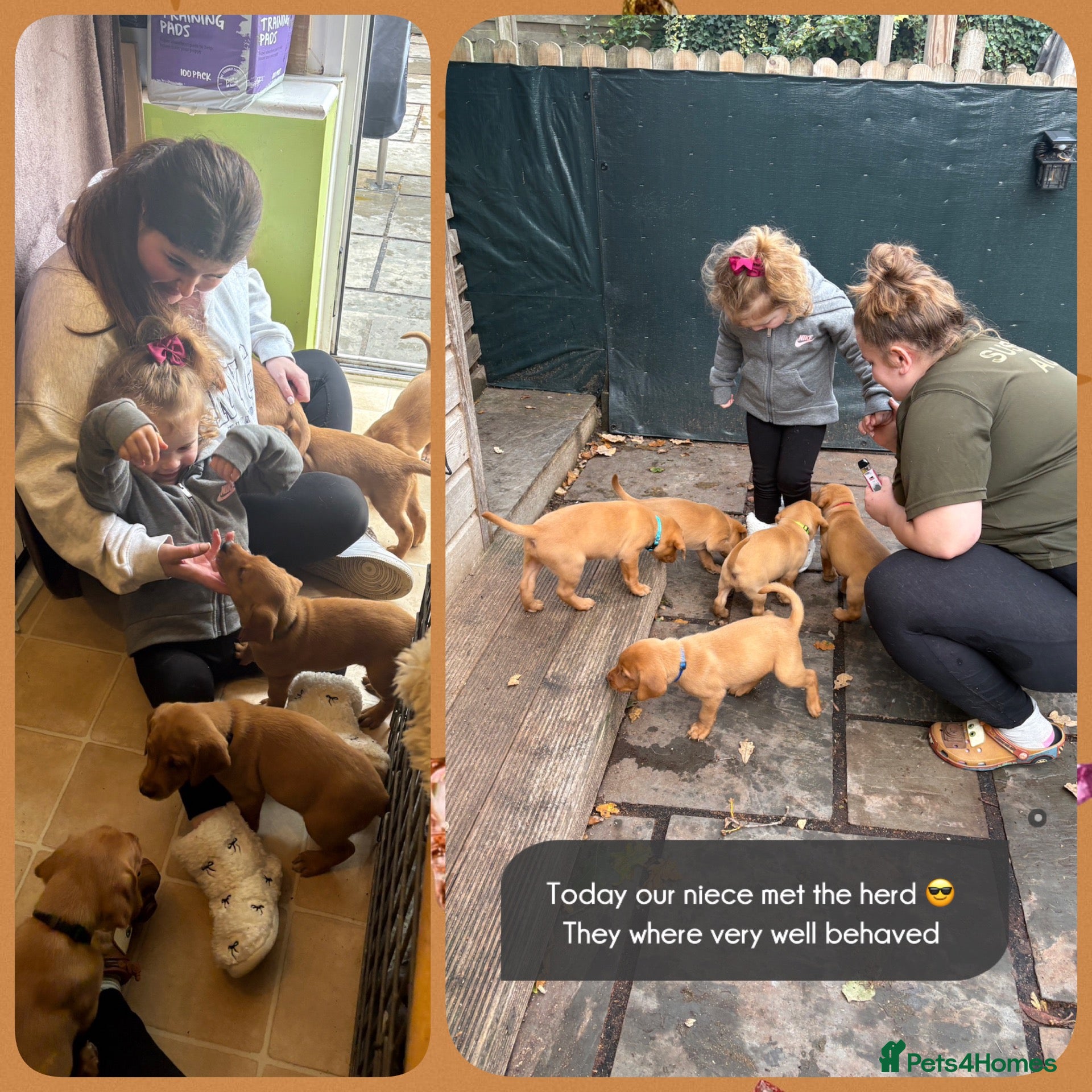 Labrador Retriever dogs for sale: Fox red Labrador puppies  - Advert 2