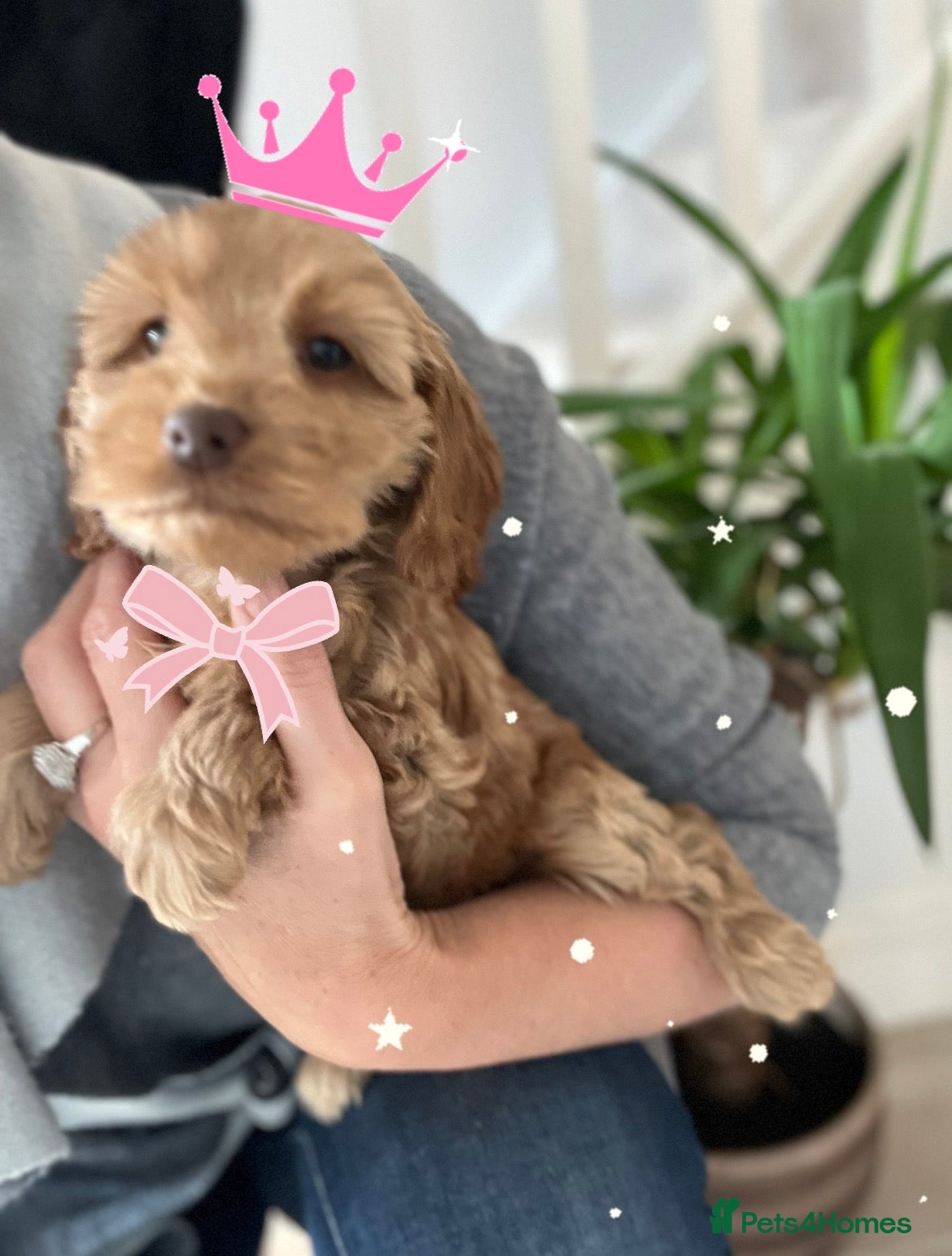 Cockapoo dogs F1 Cockapoo Puppies - Advert 2