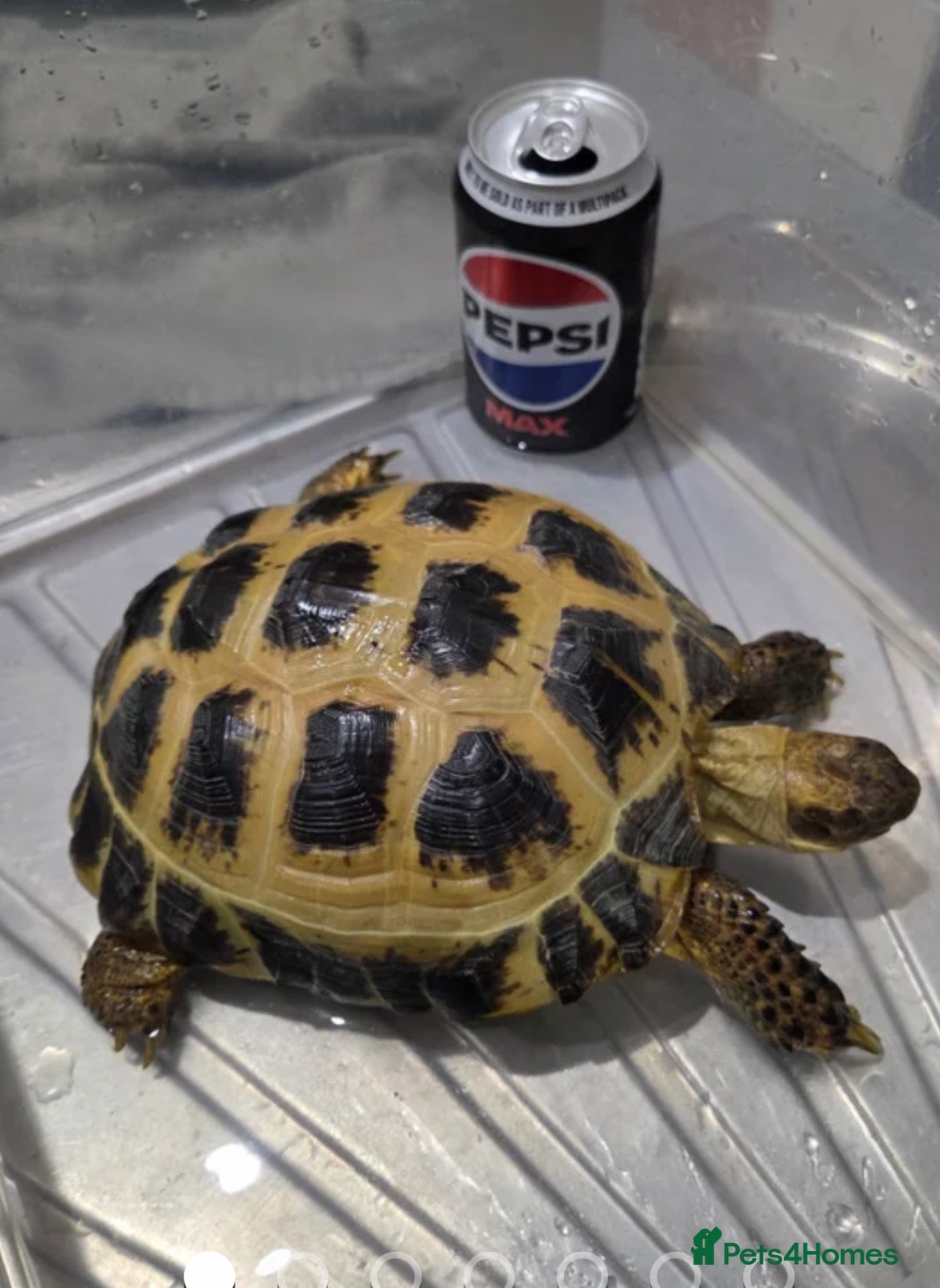 Hermann Tortoise reptiles for sale: 5 Yr old Tortoise and Tank - Advert 1