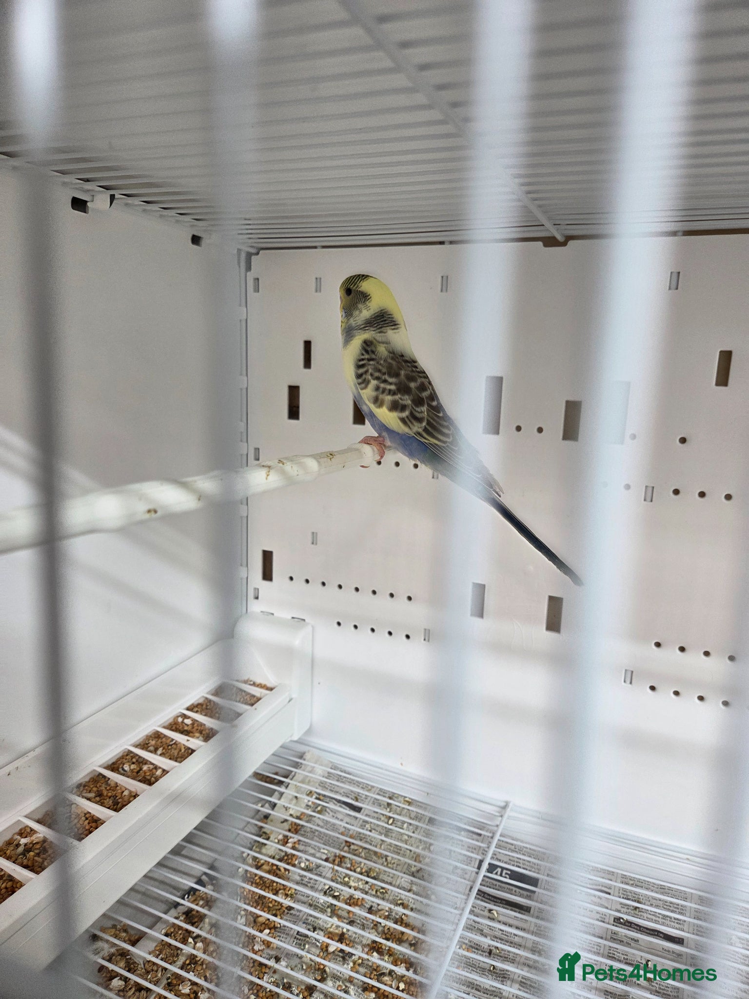 Budgerigars birds Semi tame budgies new stock - Advert 2