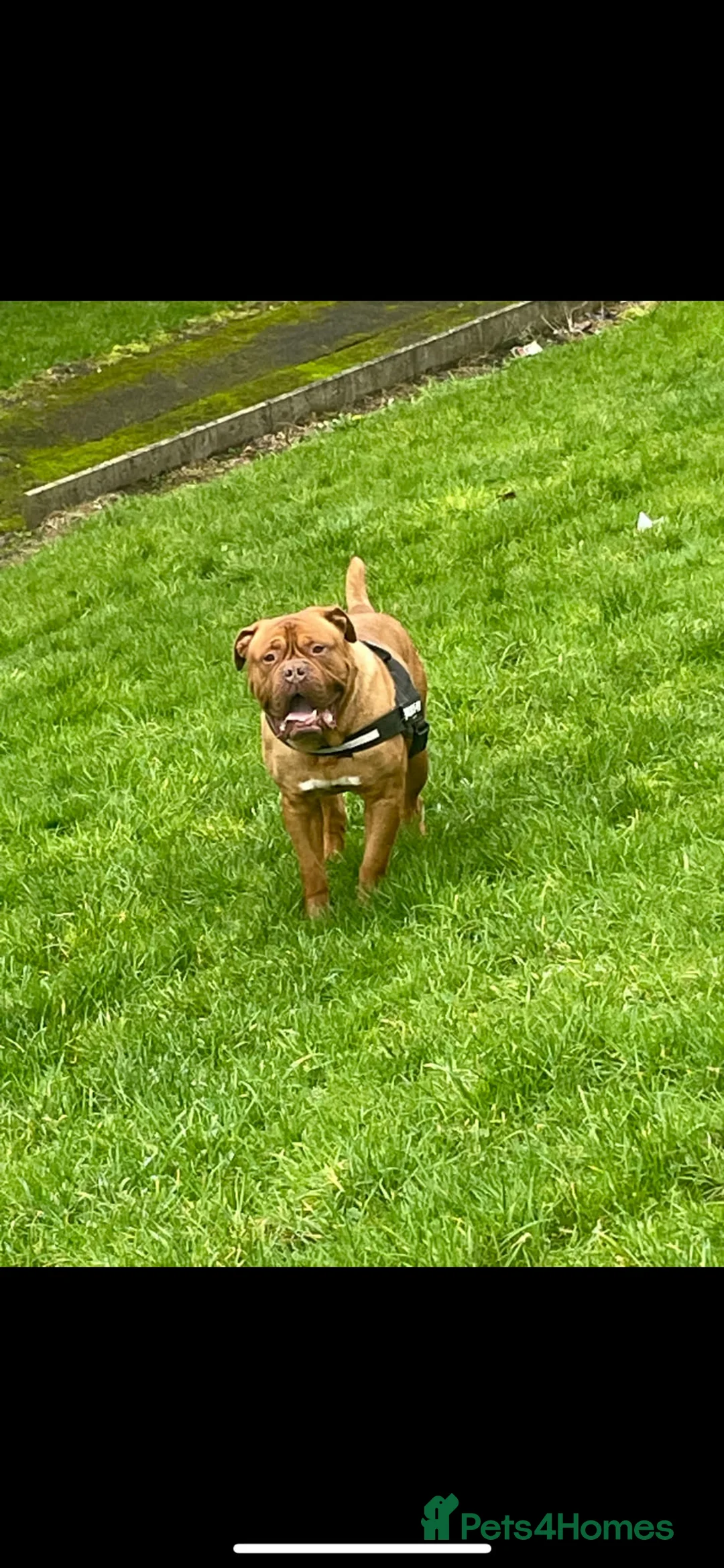 Dogue De Bordeaux dogs for stud: STUD PURE DOGUE DE BORDEAUX  - Advert 1