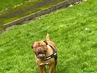 Dogue De Bordeaux dogs STUD PURE DOGUE DE BORDEAUX - Advert 3