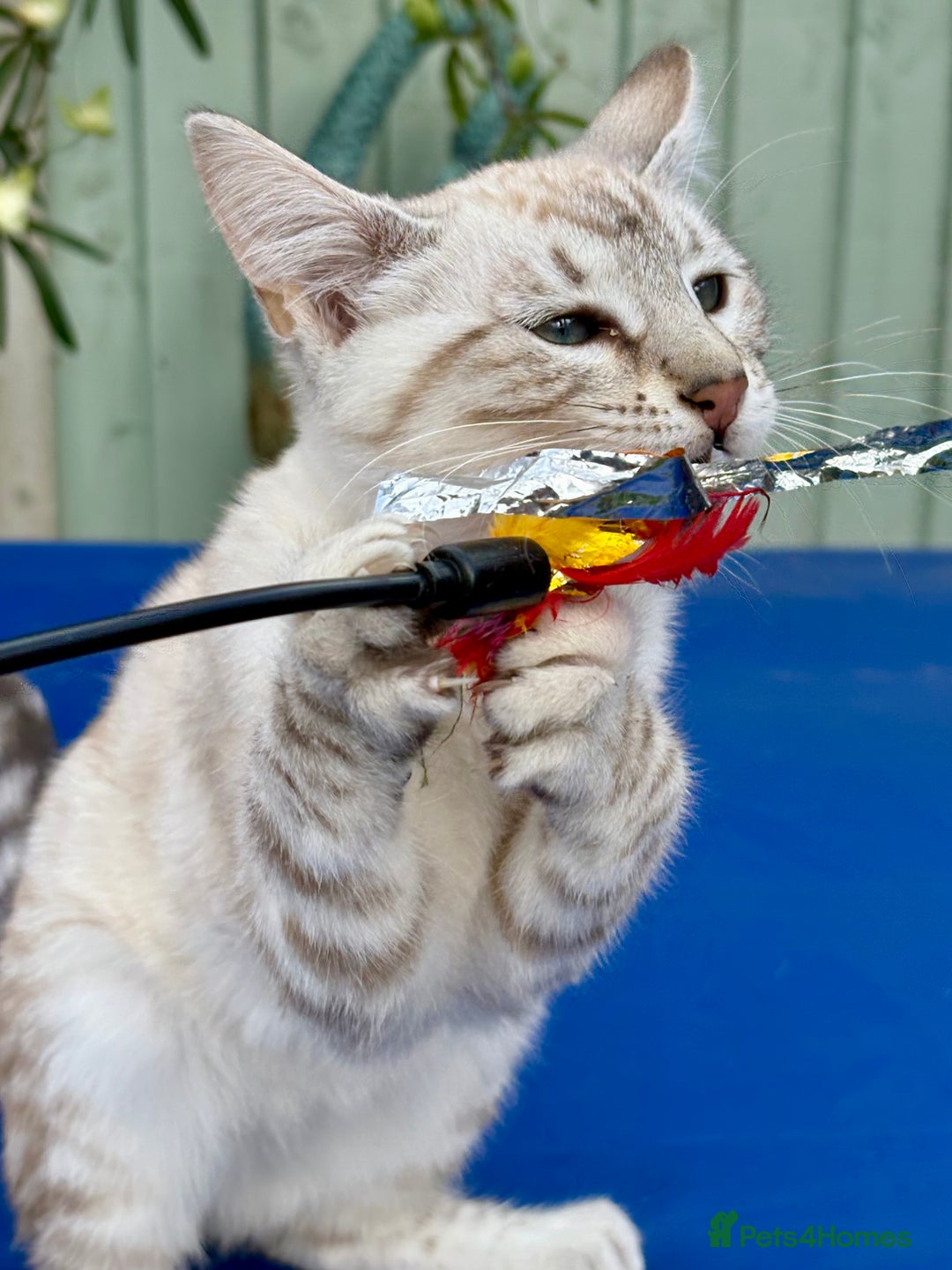 Savannah cats for sale: Breath taking rare girl - Image 4