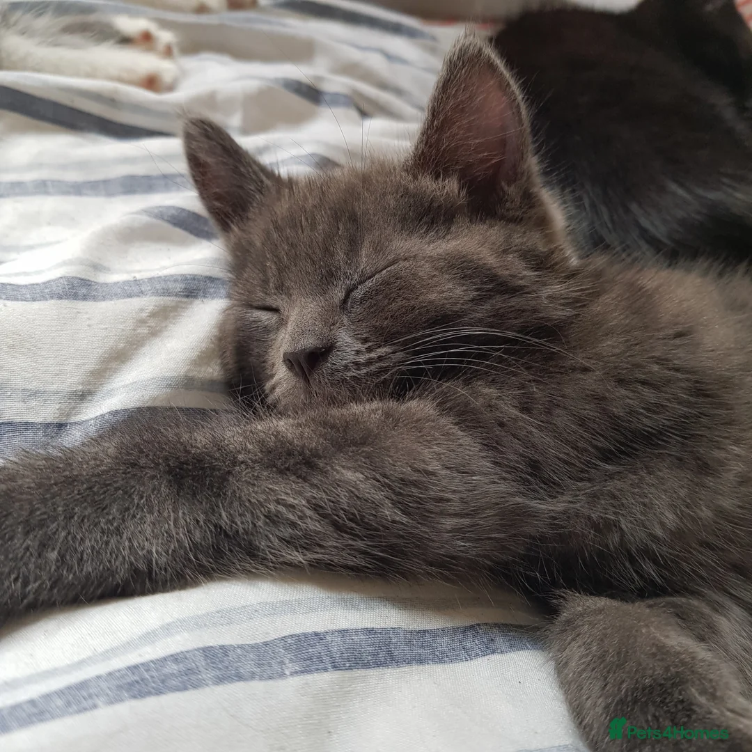 Mixed Breed cats for sale: Adorable Short-Hair /Mix - Advert 1