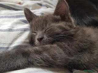 Mixed Breed cats Adorable Short-Hair /Mix - Advert 18