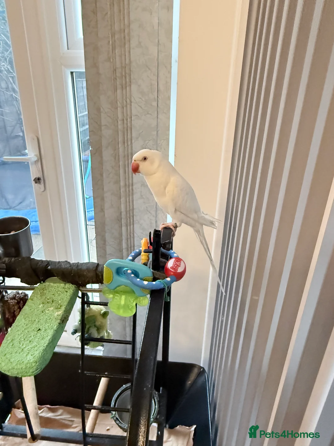 Ringnecks birds for sale: Beautiful Indian ringnecks rare albino & yellow  - Advert 8