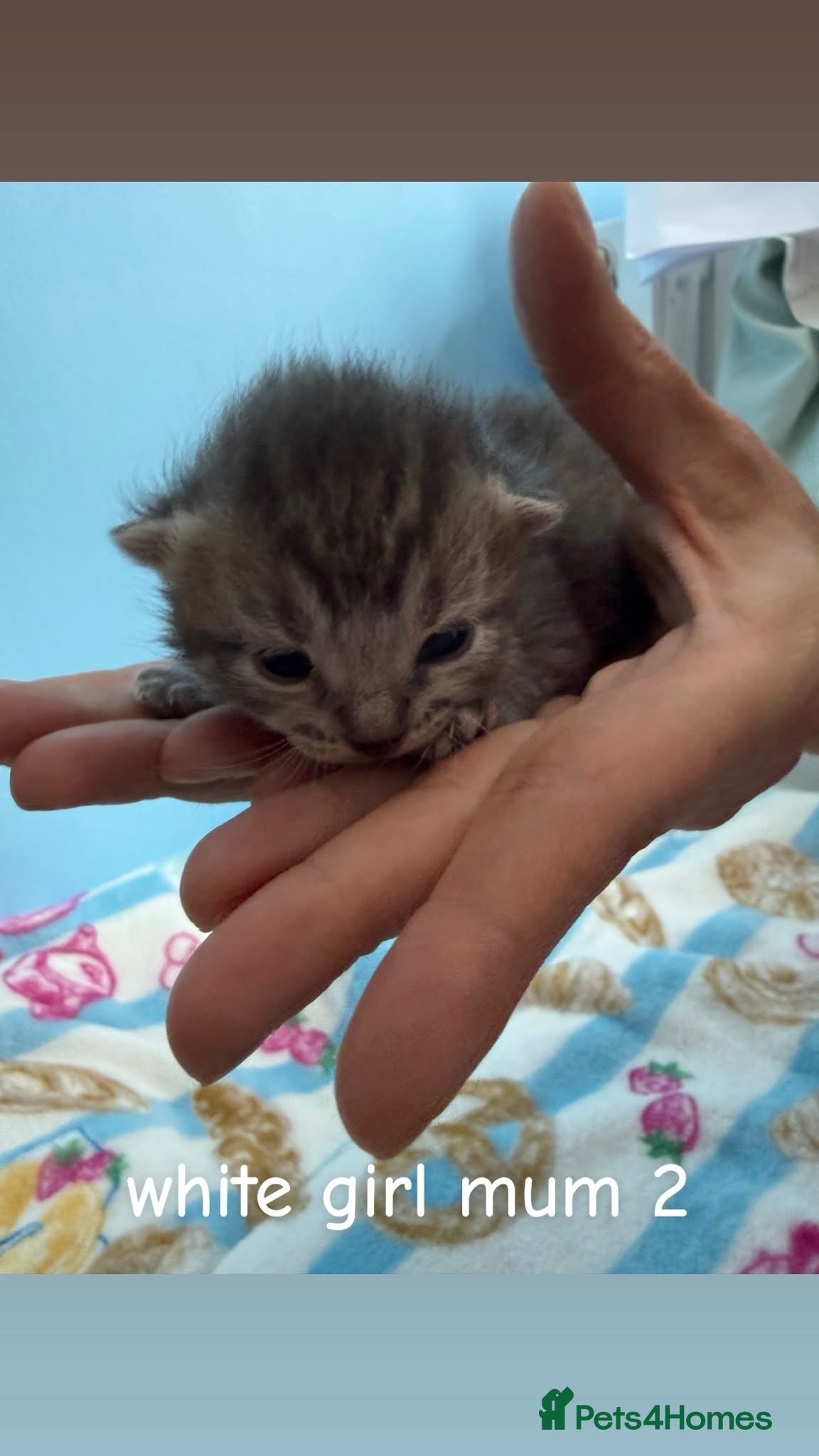Mixed Breed cats Kittens for sale - Advert 13