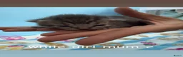 Mixed Breed cats for sale: Kittens for sale in Dunfermline - Advert 12