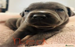 Staffordshire Bull Terrier dogs for sale: KC Registered Blue Staffordshire bull terrier - Image 24