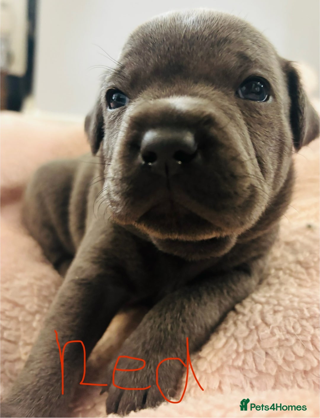 Staffordshire Bull Terrier dogs for sale: KC Registered Blue Staffordshire bull terrier - Image 24