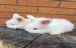 Angora rabbits for sale: Quality English Angora babies - Image 3