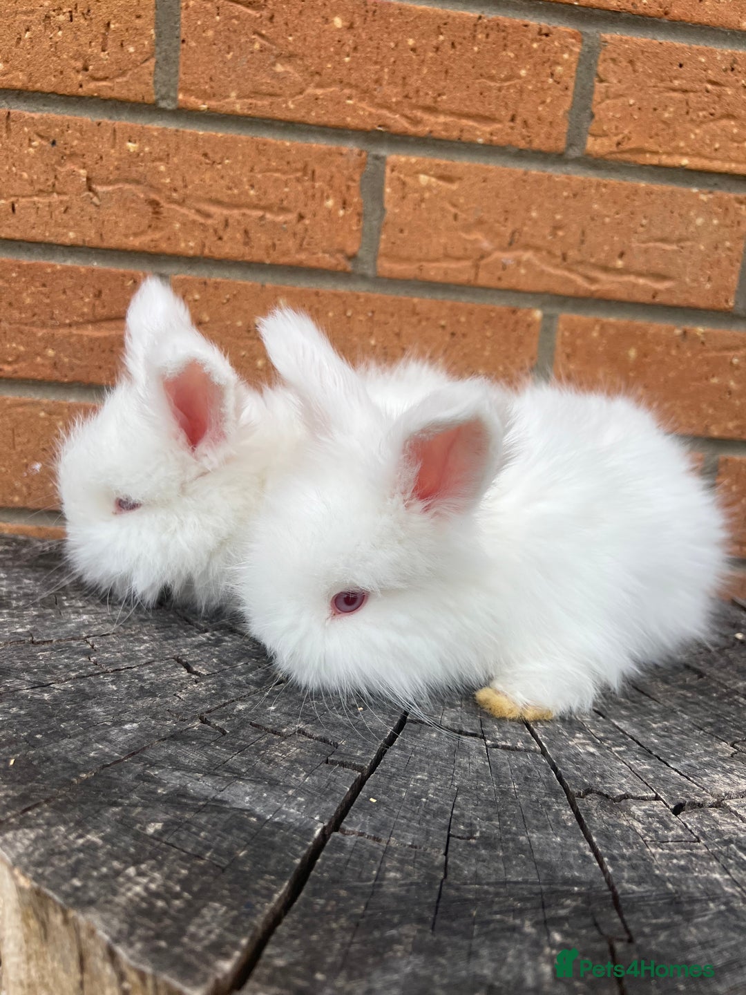 Angora rabbits for sale: Quality English Angora babies - Image 3