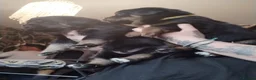 Rottweiler dogs for sale: Shepweiller puppies - Advert 15