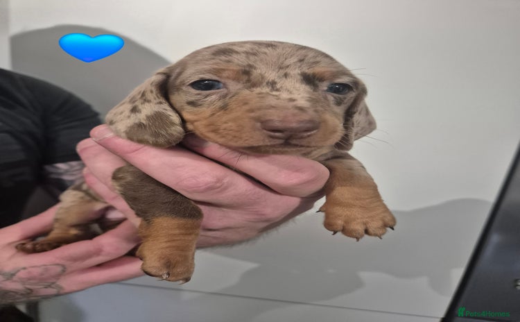 Miniature Dachshund dogs - Advert 5