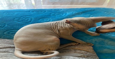 Sphynx cats - Advert 6