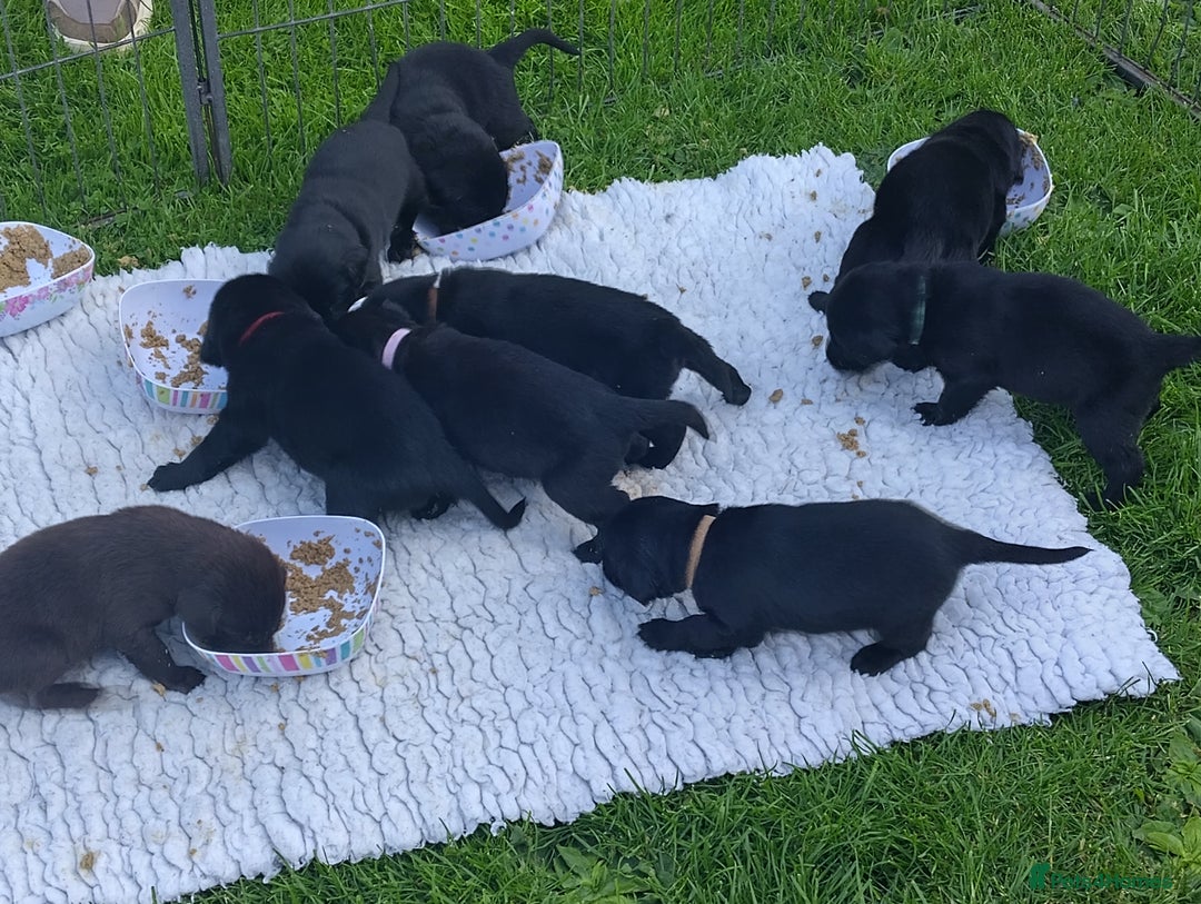 Flat coated Retriever dogs for sale: Nine beautiful flat coat retriever puppies in Falkirk - Image 8