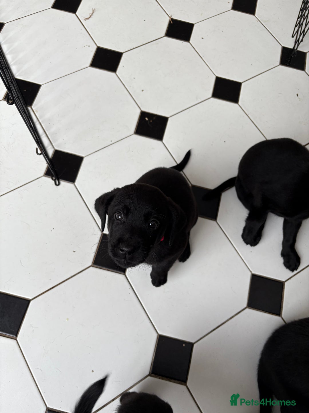 Labrador Retriever dogs for sale: Labrador puppies - Ready Now  - Image 40