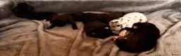 Great Dane dogs for sale: Stunning KC Registered champion bloodline Puppies - Advert 13