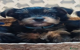 Yorkshire Terrier dogs for sale: Gorgeous puppies❤️❤️🩵🩵 - Advert 19