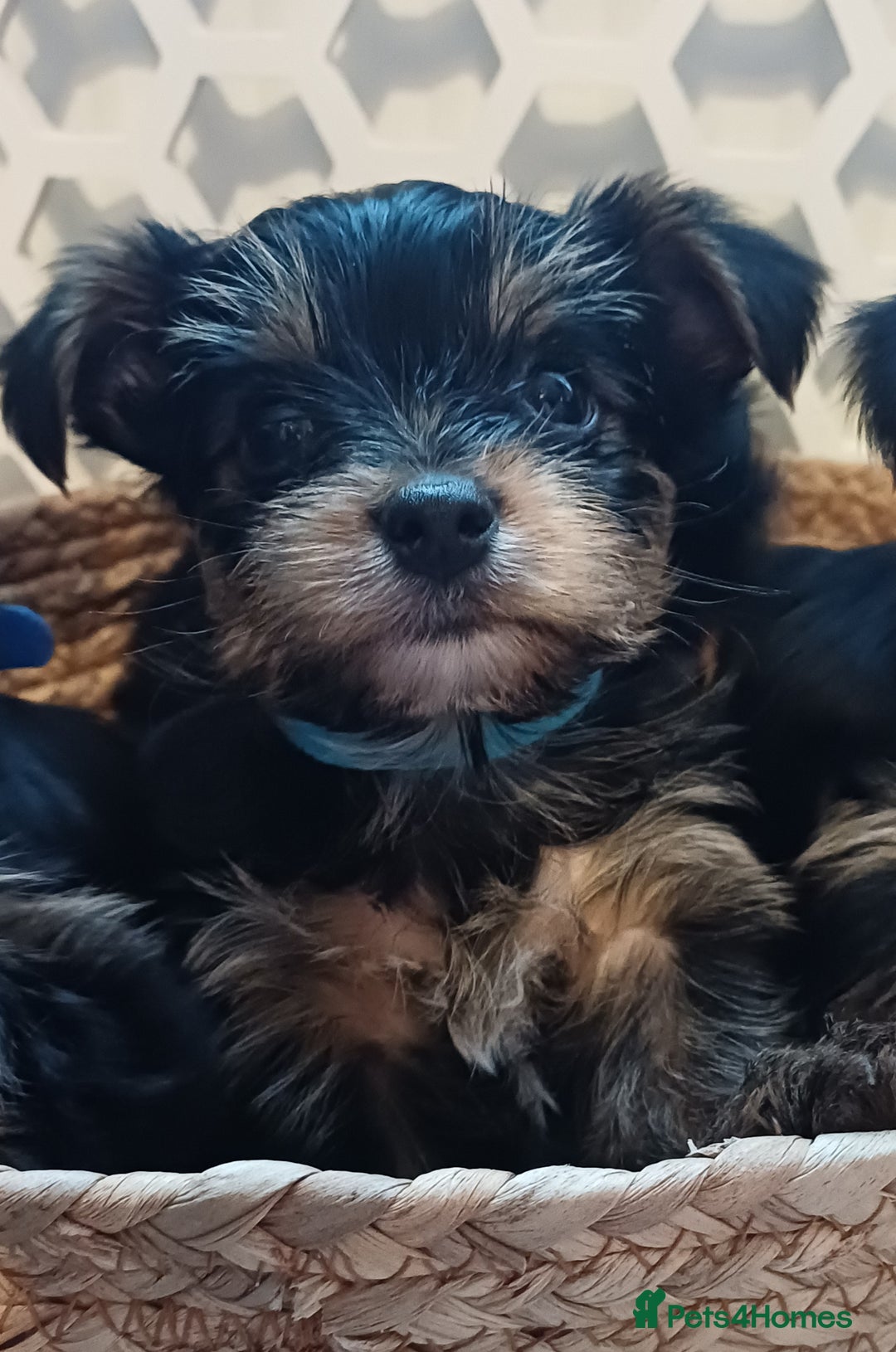 Yorkshire Terrier dogs for sale: Gorgeous puppies❤️❤️🩵🩵 - Advert 19