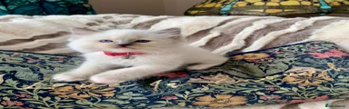 Ragdoll 5