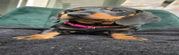 Dachshund dogs for sale: KC Standard Long Haired & Smooth Dachshund Puppies - Advert 26