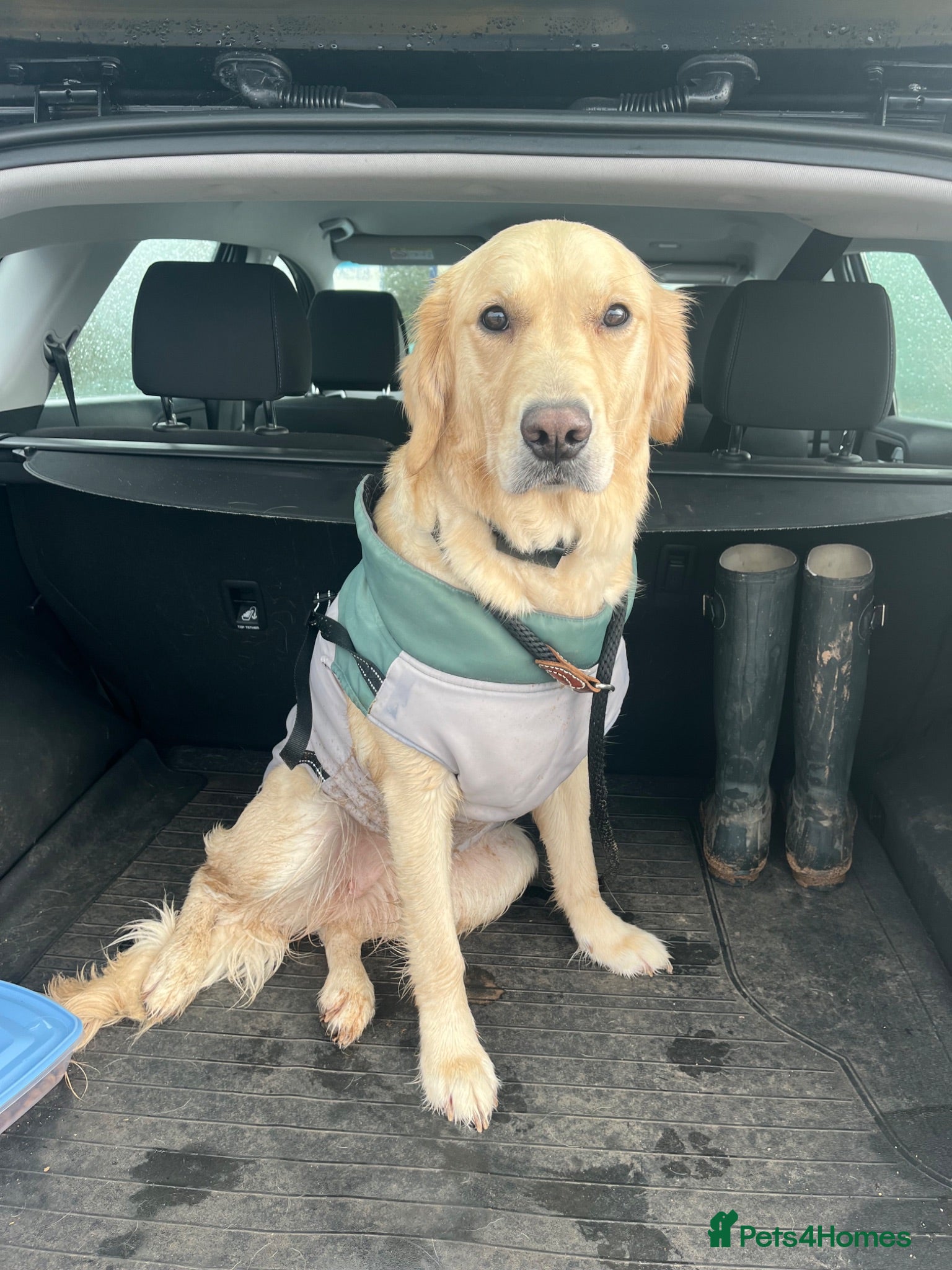 Golden Retriever dogs 3 year old golden retriever  - Advert 1