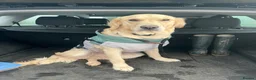 Golden Retriever dogs for sale: 3 year old golden retriever  in Honiton - Advert 1
