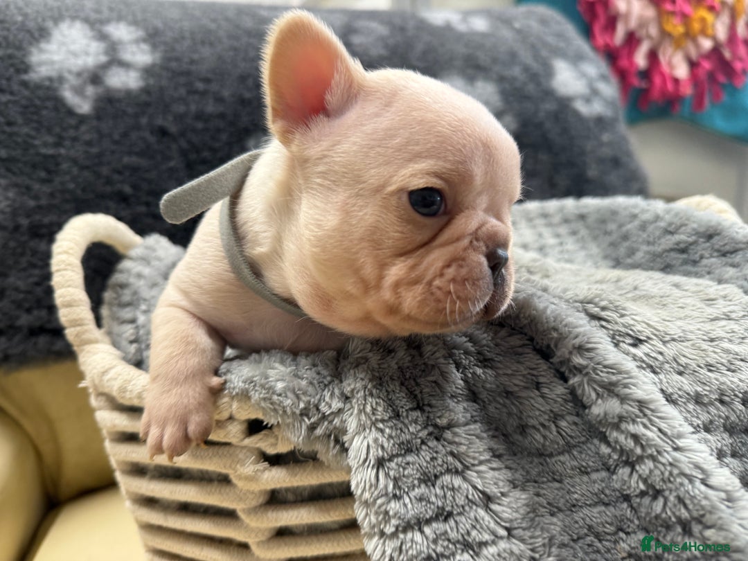 French Bulldog dogs for sale: 🐾 Beautiful French Bulldog Puppies 🐶 - Image 25