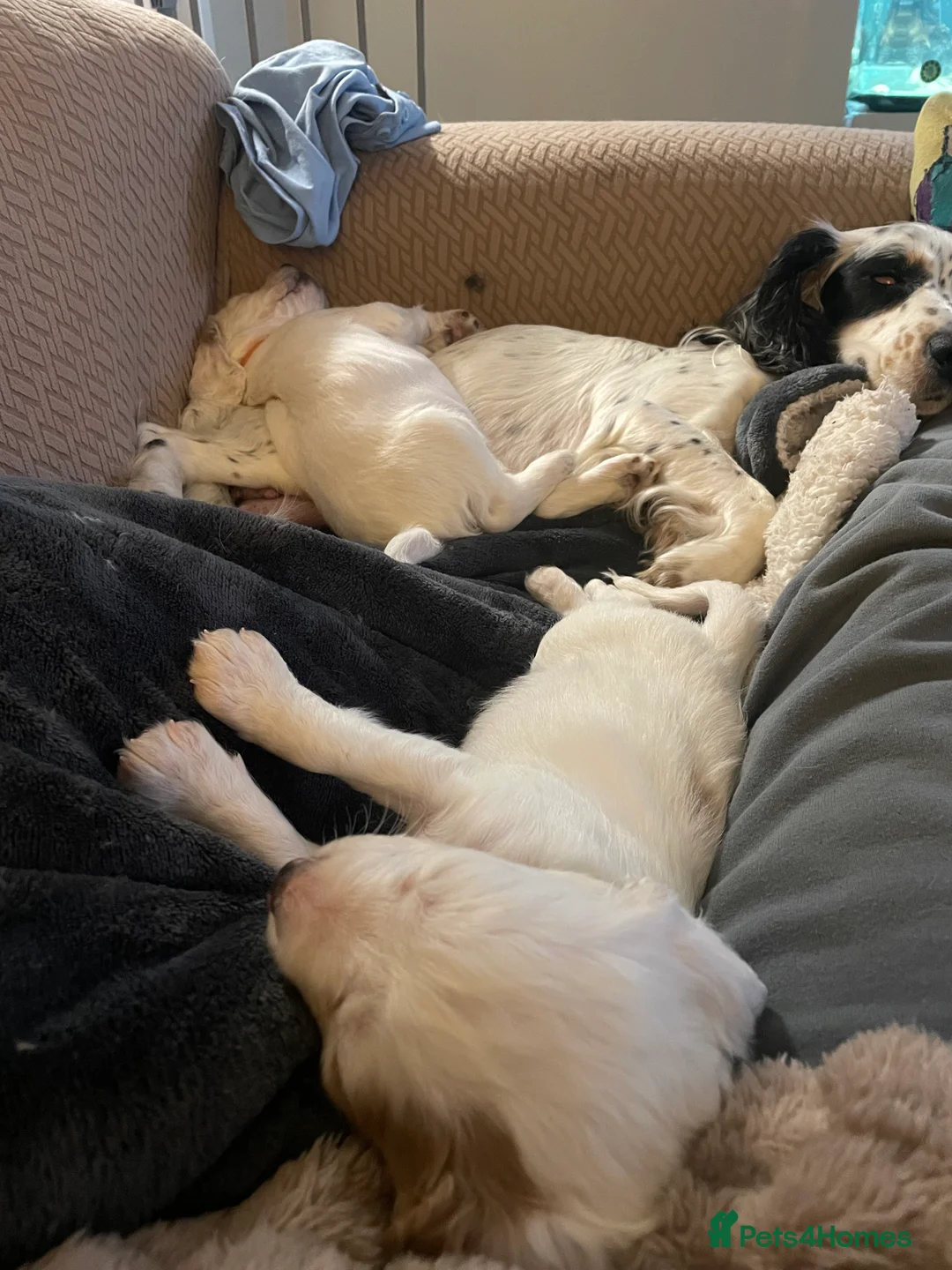 Cockapoo dogs for sale: Cocker spaniel x F1B cockapoo - Advert 1