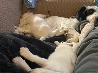 Cockapoo dogs Cocker spaniel x F1B cockapoo - Advert 2