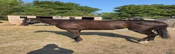English Thoroughbred horses for sale: Two lovely thoroughbred Youngsters  - Advert 5