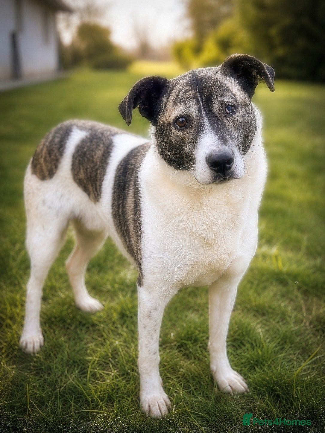 Mixed Breed dogs 💛🐾 MARLEY … just waiting to be loved 💛 - Advert 11