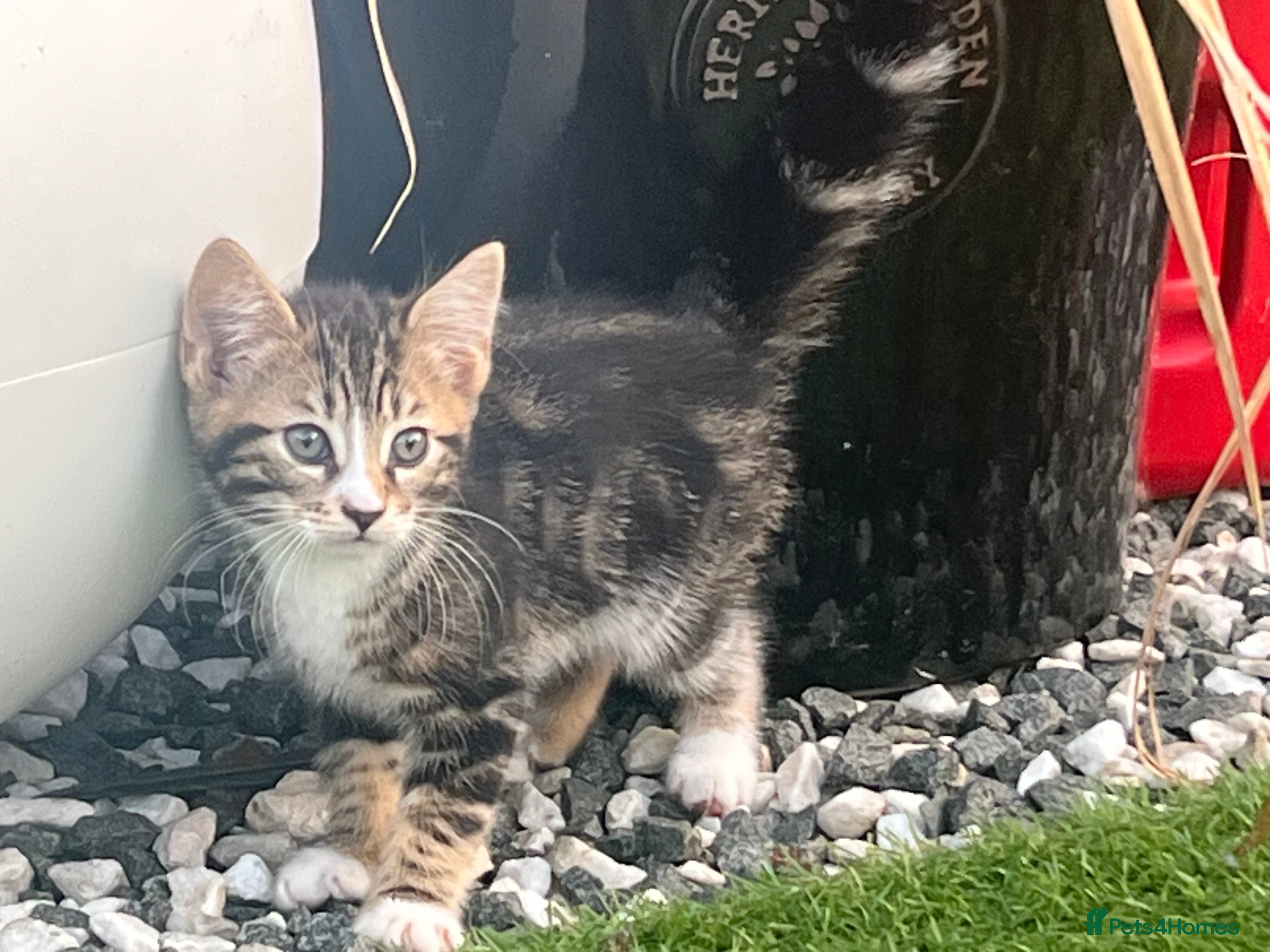 Bengal cats Beautiful Bengal Mixed Kittens - Advert 14