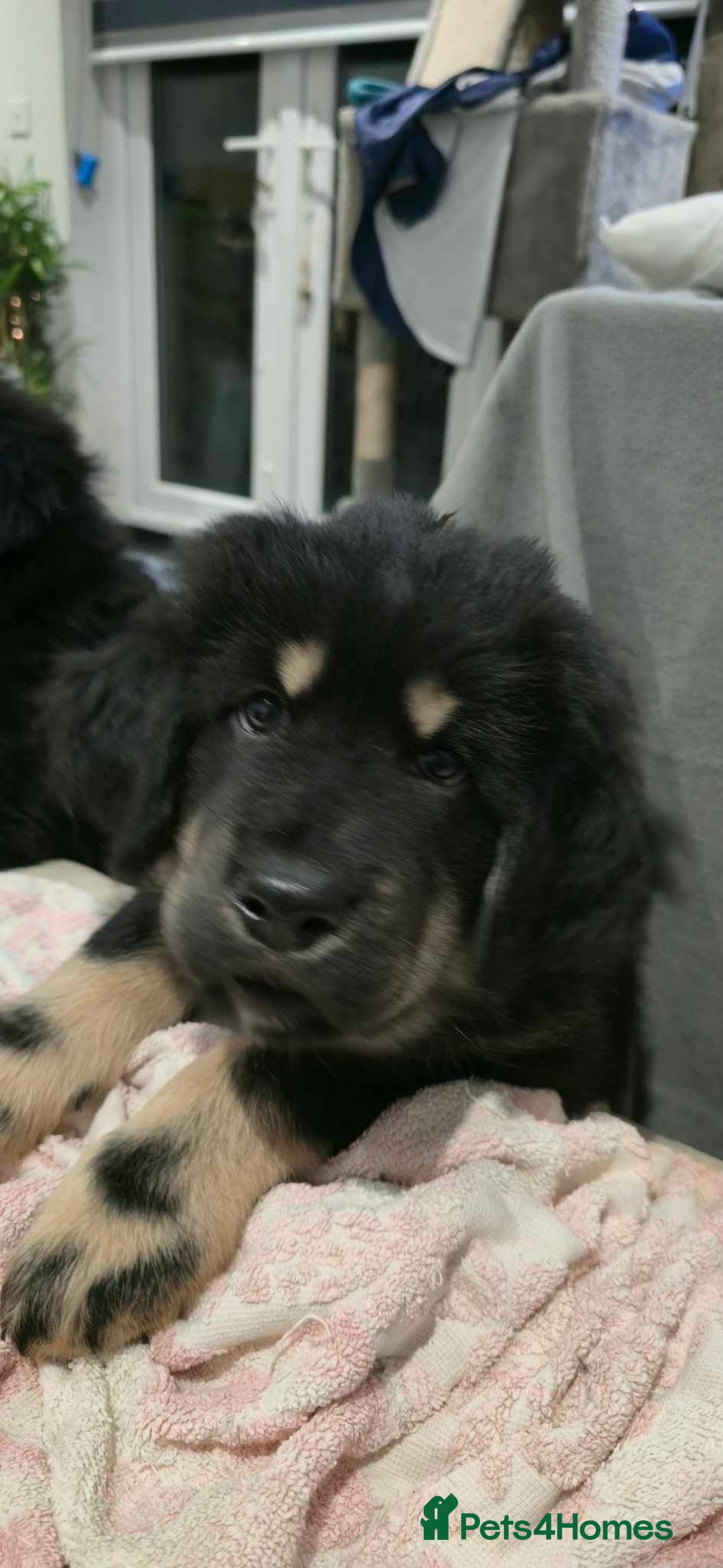Tibetan Mastiff dogs for sale: Tibetan mastiff puppies  - Advert 14