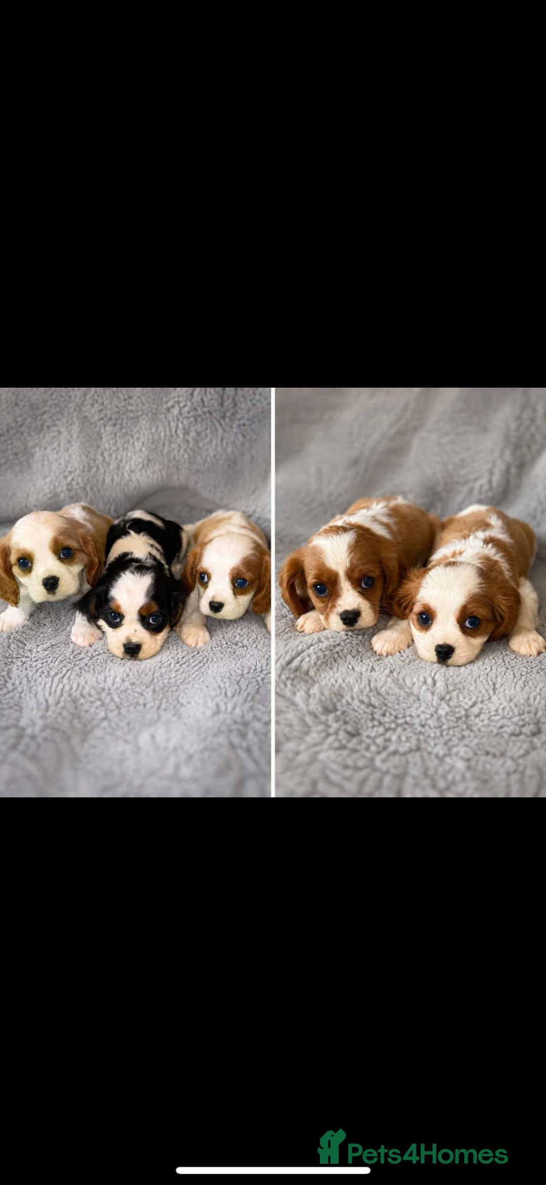 Cavalier King Charles Spaniel dogs for sale: Cavalier King Charles For Sale in Mansfield - Advert 6