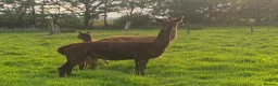 Alpaca livestock for sale: Mixture of Alpacas for sale  - Advert 3