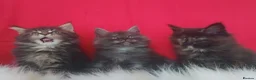 Maine Coon cats for sale: GCCF REGISTERED MAINE COON KITTENS FOR SALE  - Advert 4
