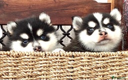Pomsky dogs for sale: Very Tiny F4 Pomskys  - Image 20