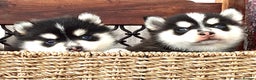 Pomsky dogs for sale: Very Tiny F4 Pomskys REDUCED NEEDS HOMES NOW - Advert 20