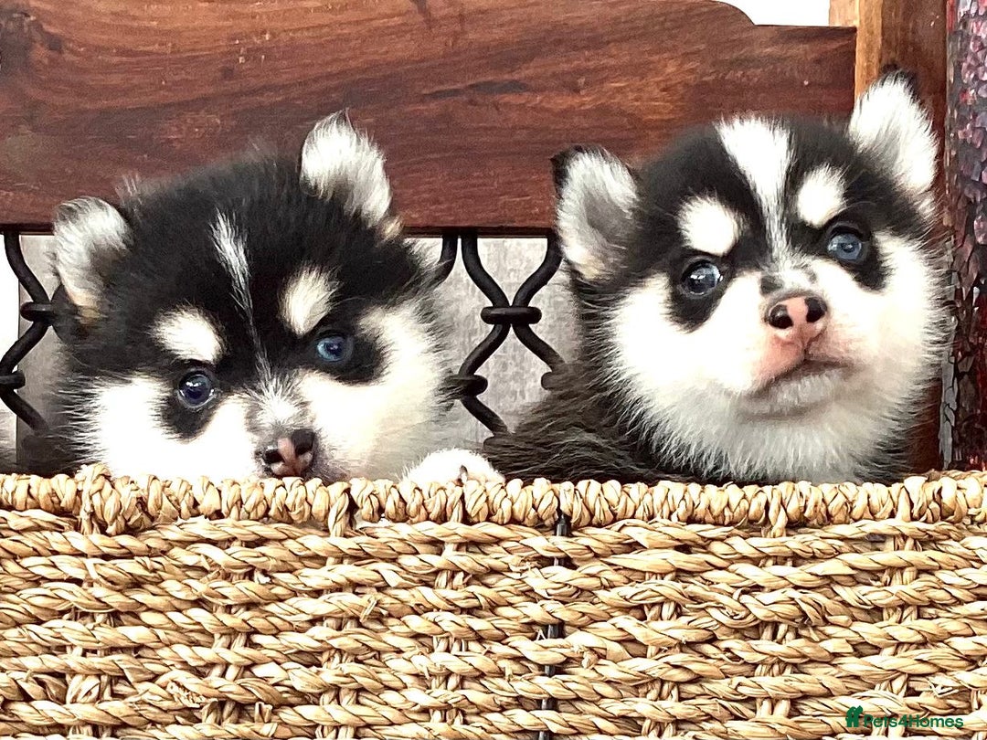 Pomsky dogs for sale: Very Tiny F4 Pomskys  - Image 20