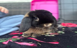 Mini Lop rabbits for sale: Mini lop male 10 weeks old  - Image 6