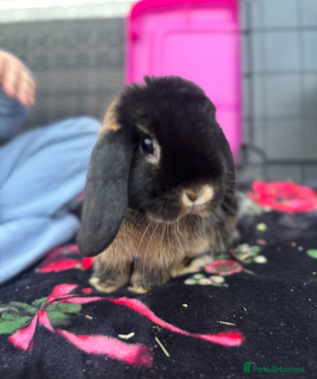 Mini Lop rabbits for sale: Mini lop male 10 weeks old  - Image 6