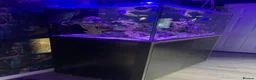 Shrimps fish for sale: Saltwater Marine Fish, complete set up - Advert 11