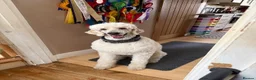 Standard Poodle dogs for stud: KC standard poodle for stud  - Advert 3