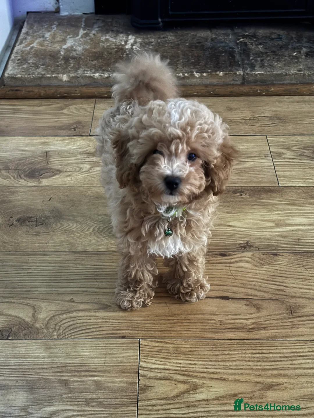 Toy Poodle dogs for sale: Toy puddles  - Advert 10