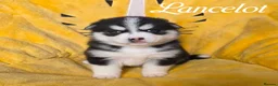 Pomsky dogs for sale: F3 Pomsky Puppies - Ready Soon - Advert 11