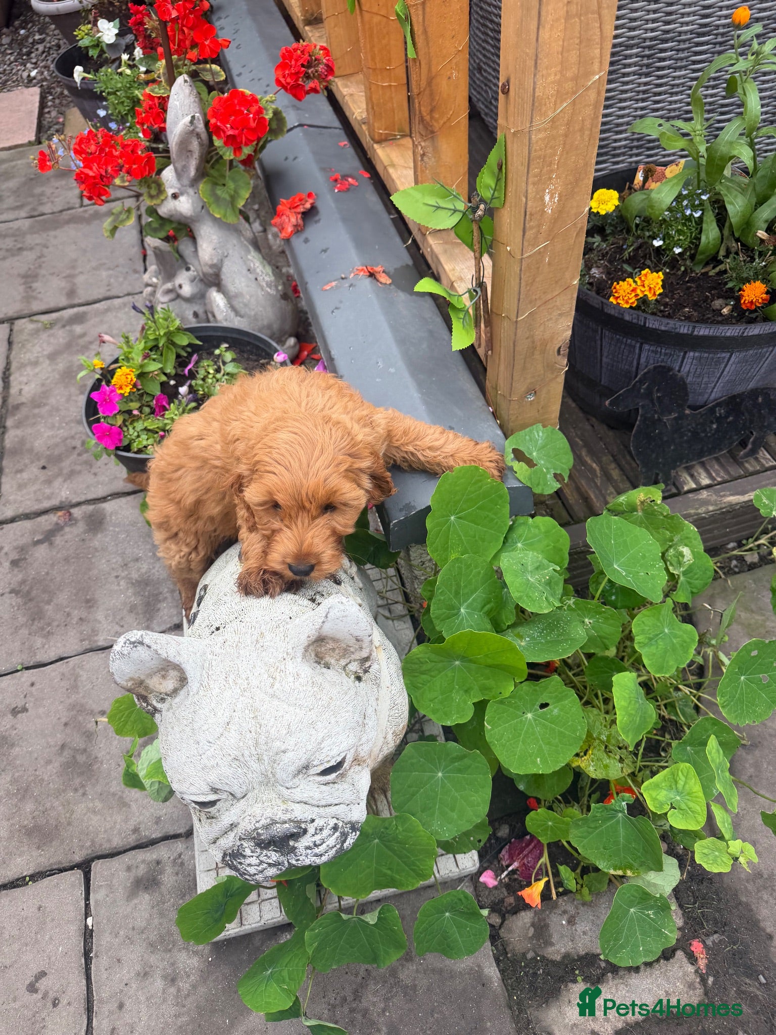 Cockapoo dogs Cockapoo f1 pup ready now - Advert 1