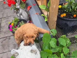 Cockapoo dogs Cockapoo f1 pup ready now - Advert 1